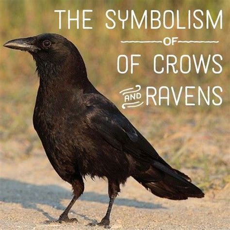 The Role of Magic the Raven in Shamanic Traditions